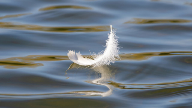 Feder schwimmt auf dem Wasser