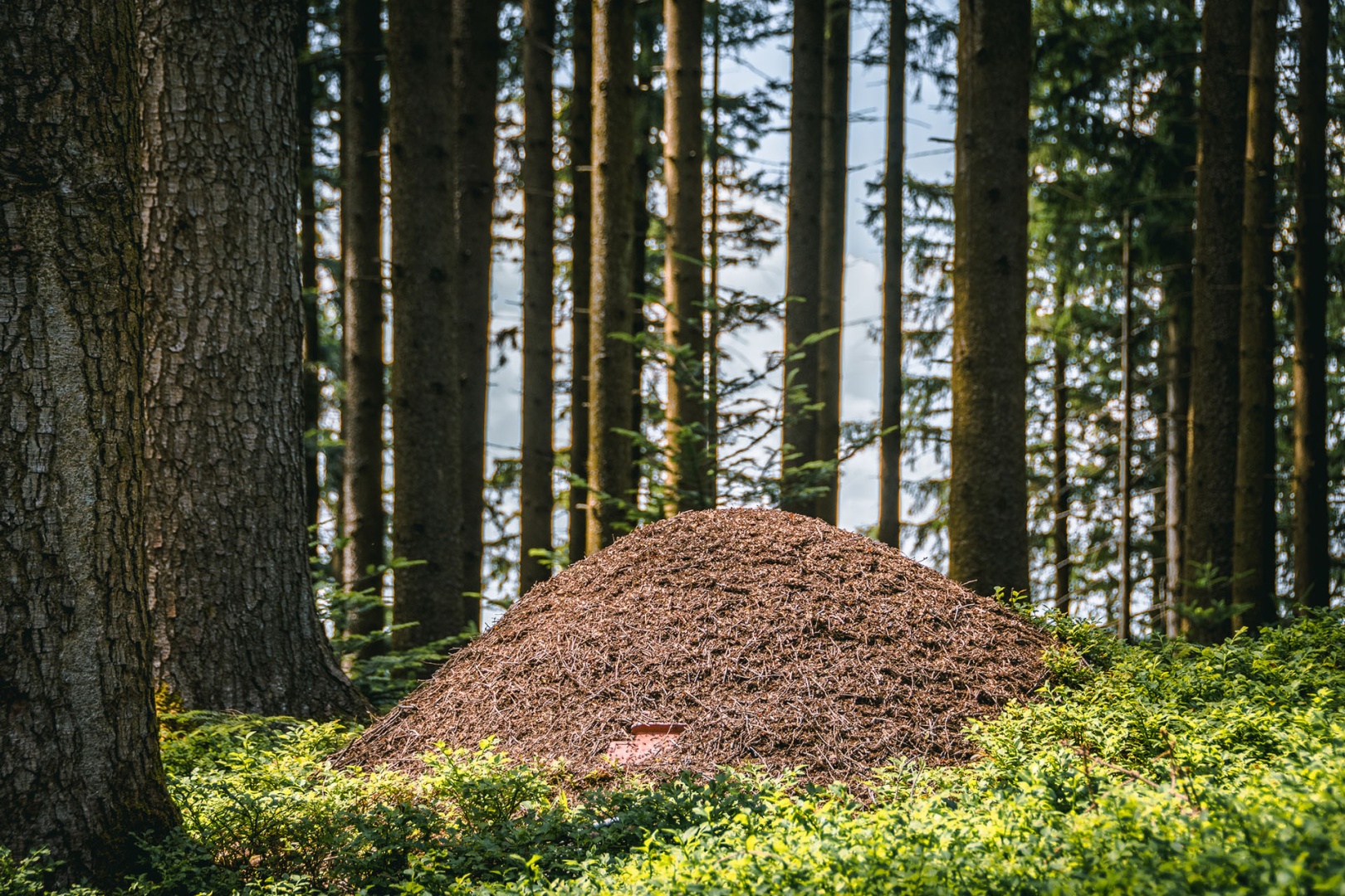 Ameisenhaufen im gesunden Wald