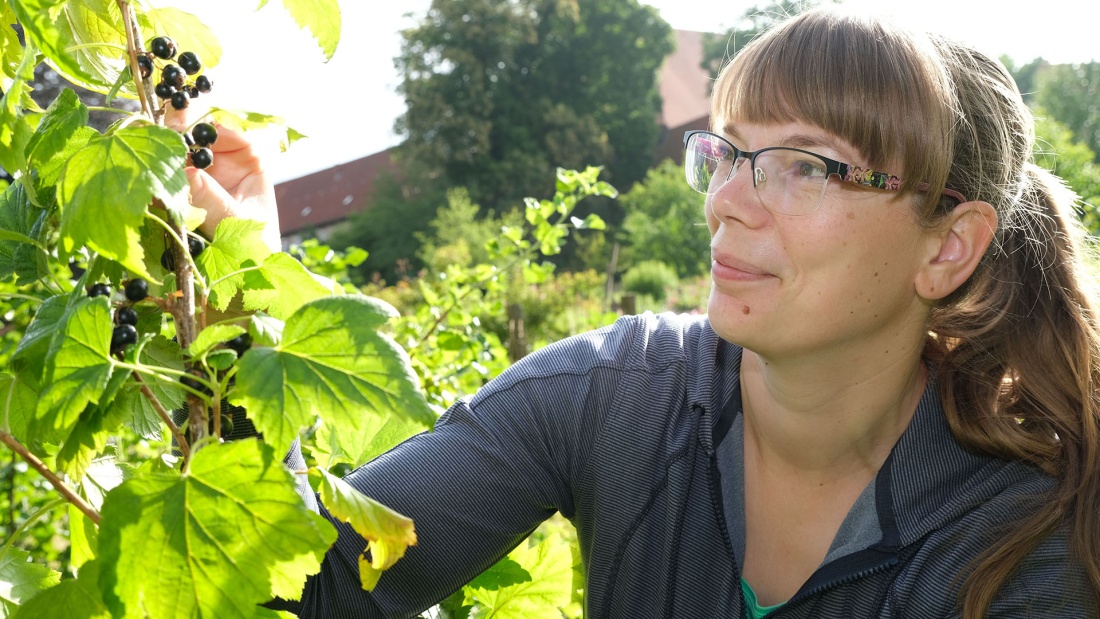 Jenny Rosenberg untersucht Beeren am Strauch