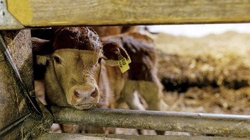 Ein Kalb steht neben seiner Mutter in einem Stall