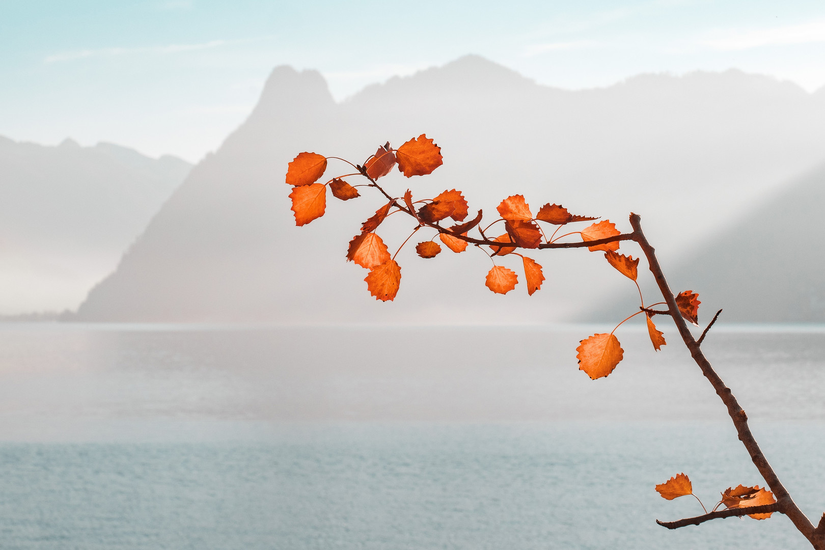 herbstlicher Zweig vor See