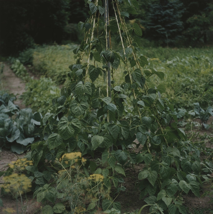 Bohnen in einem Garten in Werben.