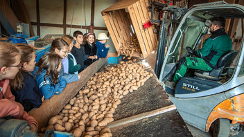 Kinder sortieren Kartoffeln