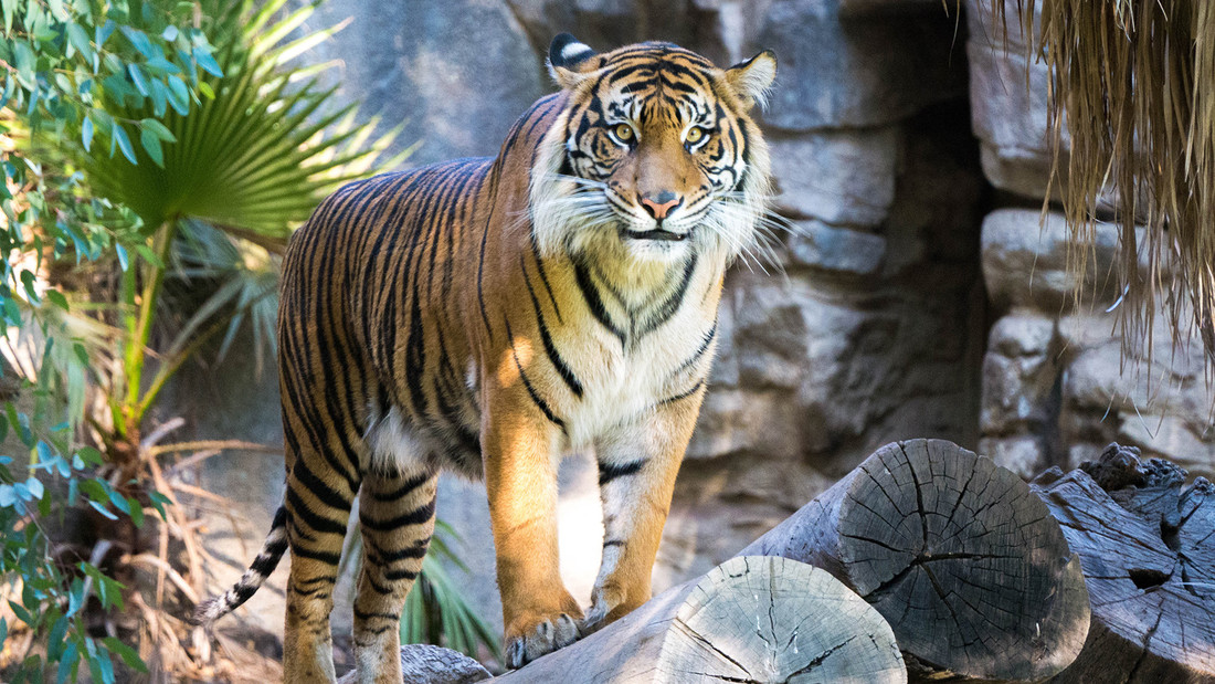 Tiger in tropischem Umfeld