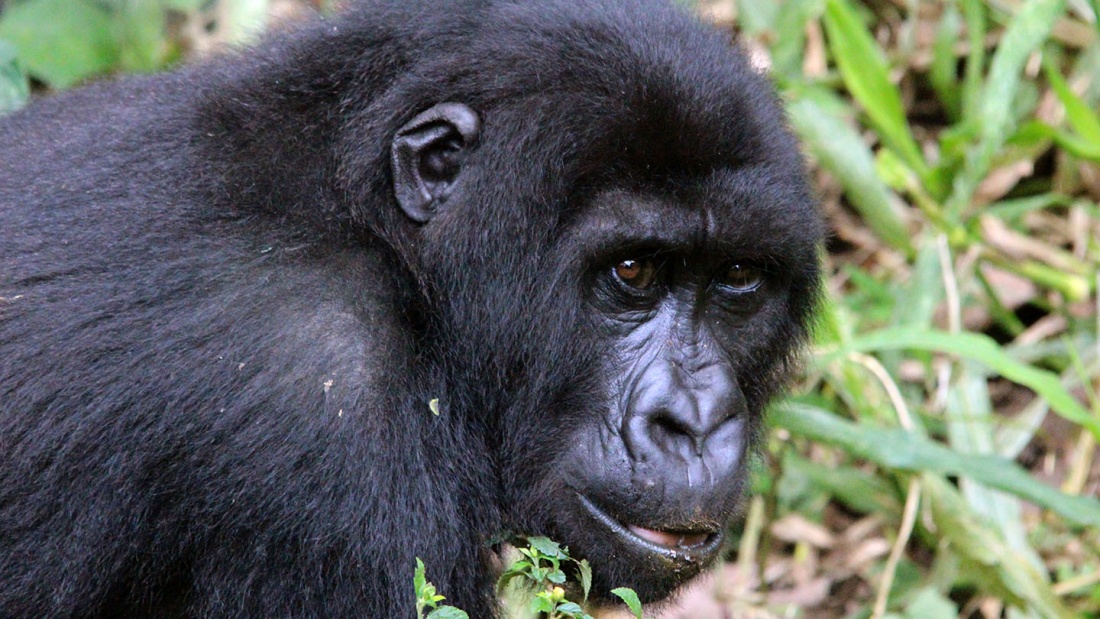 Der Virunga-Nationalpark gehört zum Unesco-Welterbe und ist unter anderem Heimat von Berggorillas.