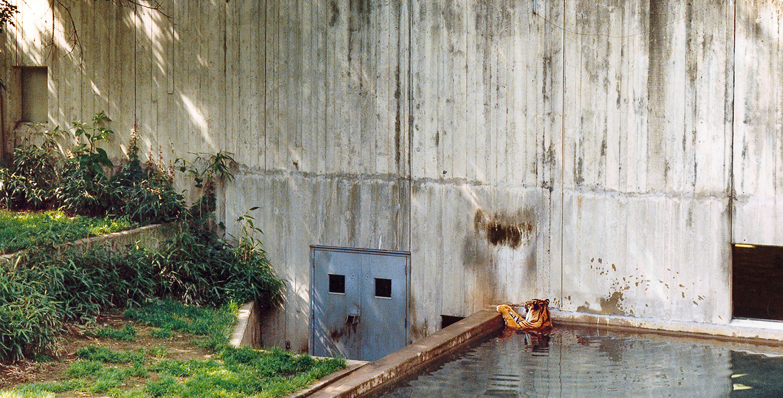 Foto von Tiger im Zoologischen Garten Washington DC II 1992