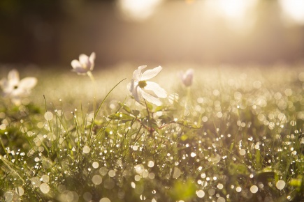Blumenwiese mit Morgentau