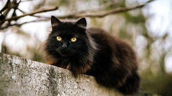 schwarze Katze