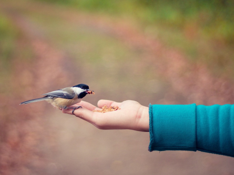 Ein Spatz sitzt auch einer ausgestreckten Hand.