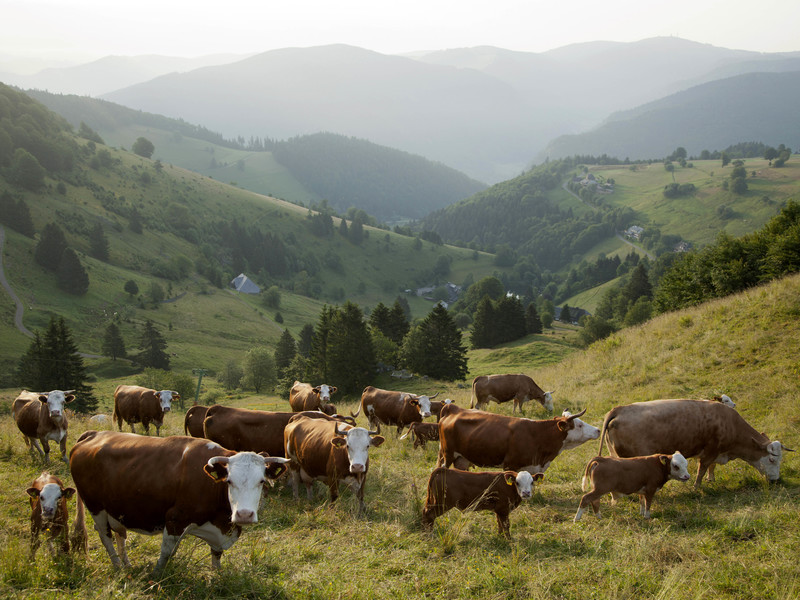 Kühe und Kälber bei Hofsgrund im Schwarzwald. 