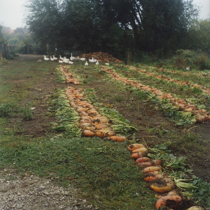 Gänse und Rüben im Garten