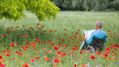 Mann im Rollstuhl liesst im Mohnblumenfeld