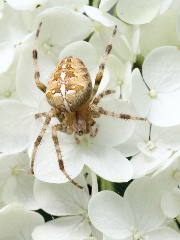 Kreuzspinne auf weißen Blüten