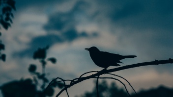 Amsel singt in Abenddämmerung