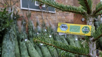 Baumärkte bieten Öko-Weihnachtsbäume an 