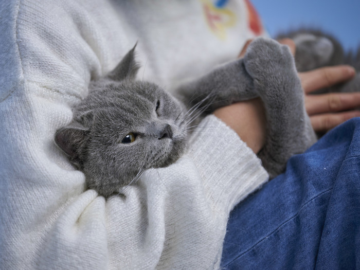 Graue Katze auf dem Arm von einem Kind