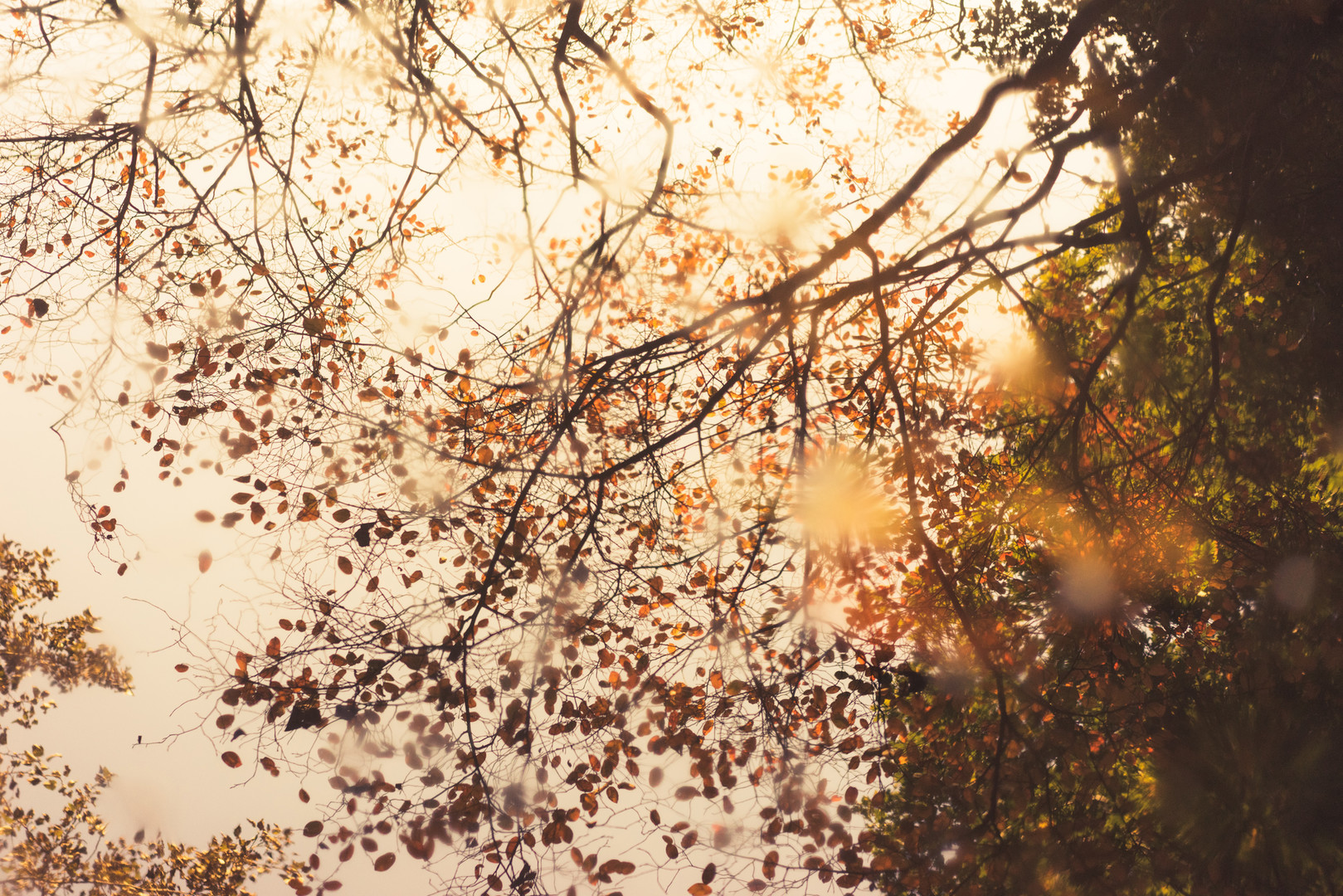 Herbstliche Äste spiegeln sich in einer Pfütze