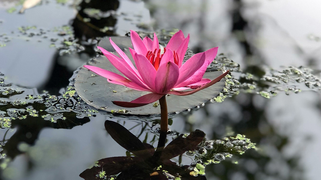 Lotusblüte auf einem Gewässer