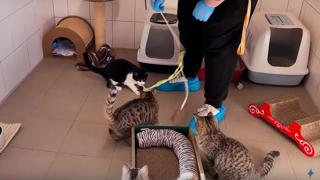 Katzen spielen im Tierheim mit Besuchern.