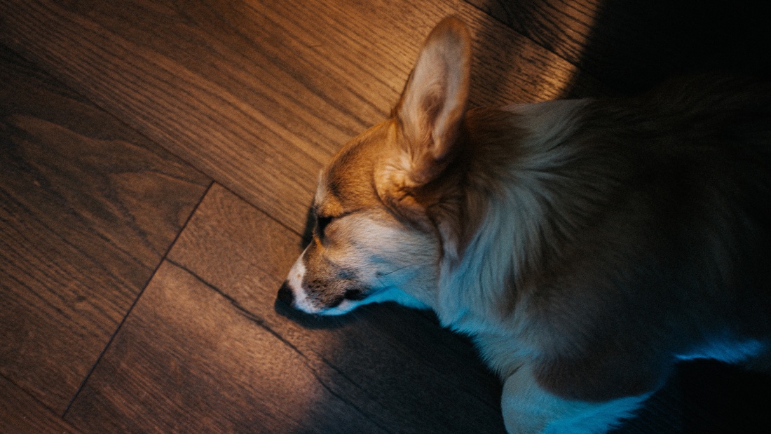 schlafender oder verstorbener Hund