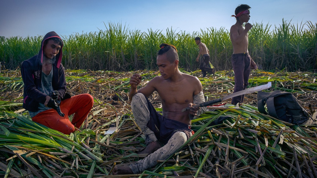Zuckerrohrarbeiter auf einem Feld bei Sagay auf Negros