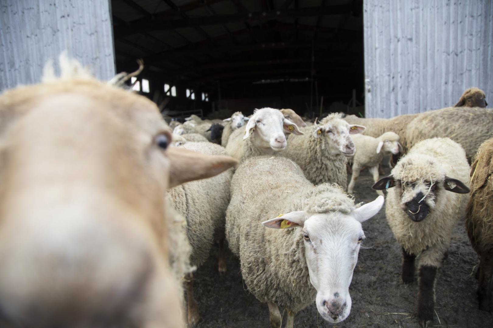 Schafe stürmen aus dem Stall