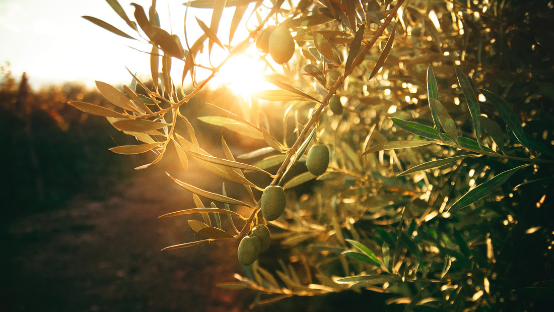 Olivenbaum mit Sonnenstrahlen