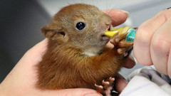 Tier-Pflegerin füttert das Eichhörnchenbaby 