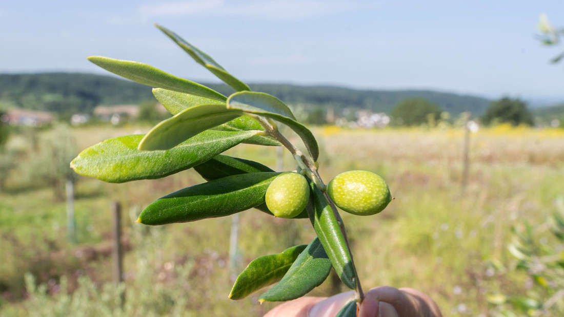 Zweig mit Oliven in der Olivenplantage