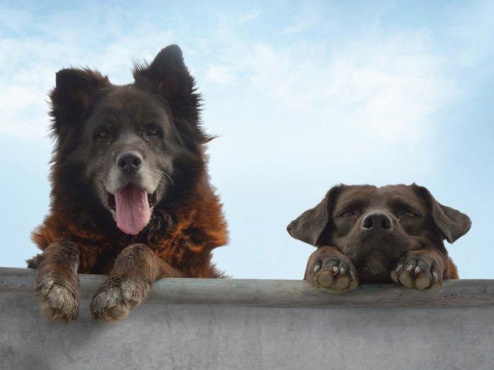 Filmszene mit zwei Hunden, die über eine Holzwand schauen aus dem Film 'Los Reyes'