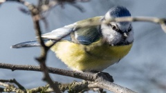 Zählaktion "Stunde der Wintervögel" am 10. bis 12. Januar 2020.