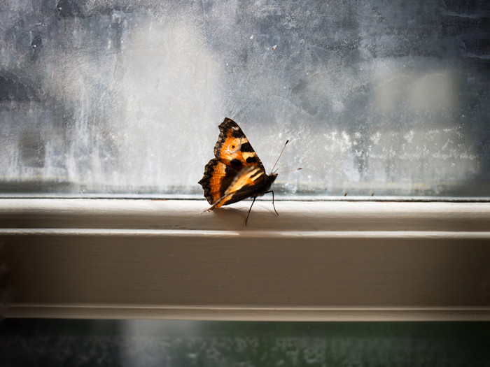 Schmetterling der an einem Zimmer an einem alten Fenstet sitzt