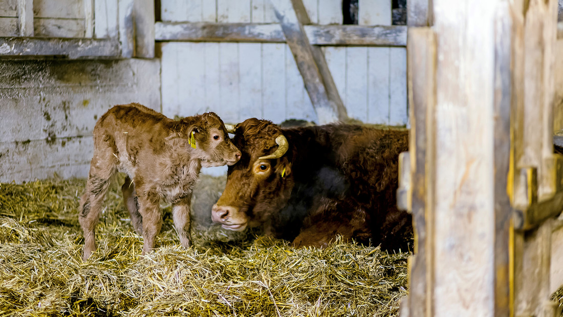 Ein Kalb steht neben seiner Mutter in einem Stall im Stroh