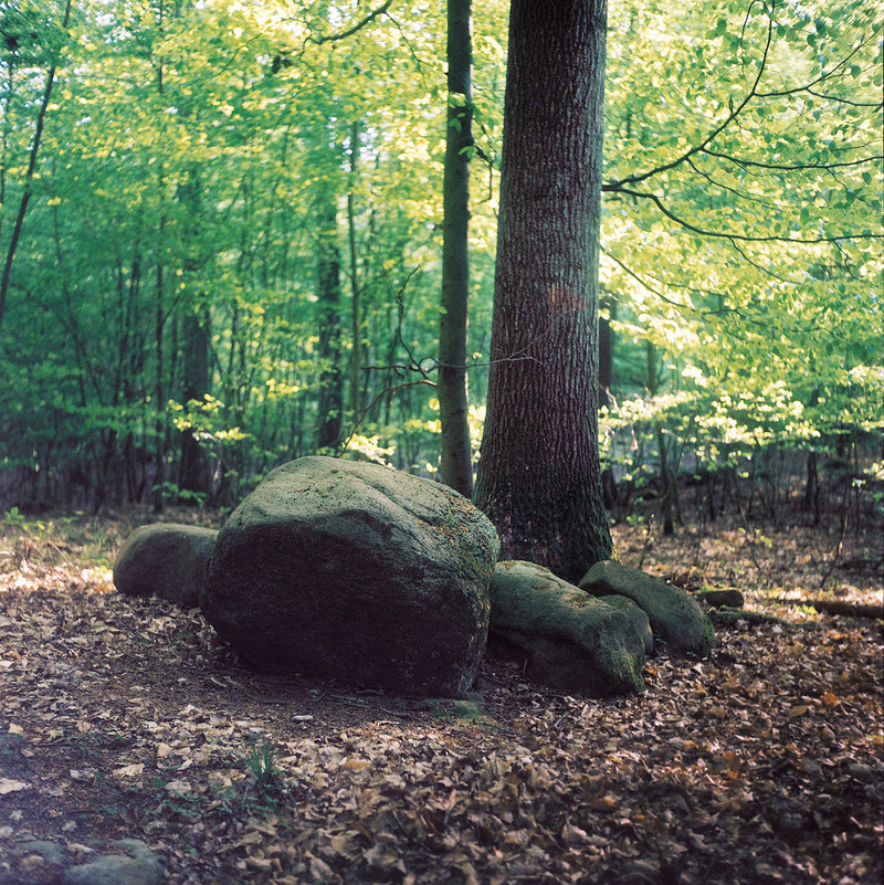 Wald - Buche