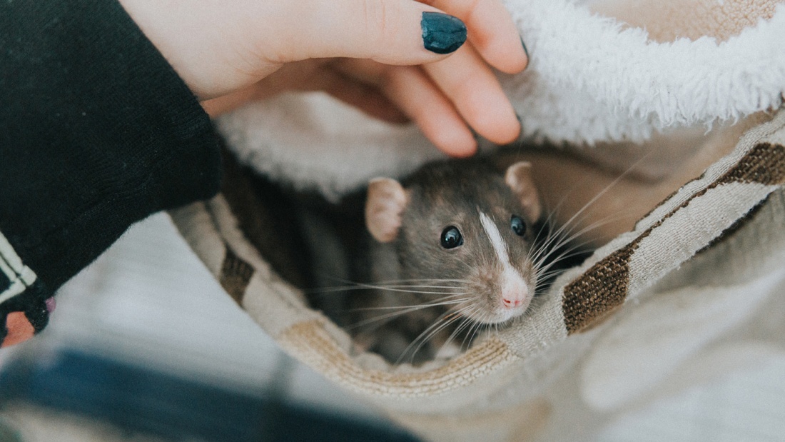 Ratte als Haustier