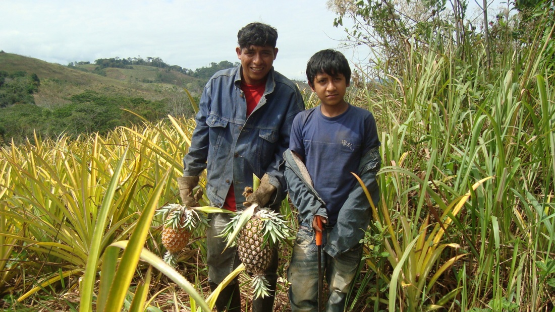 Peruanische Ananasbauern