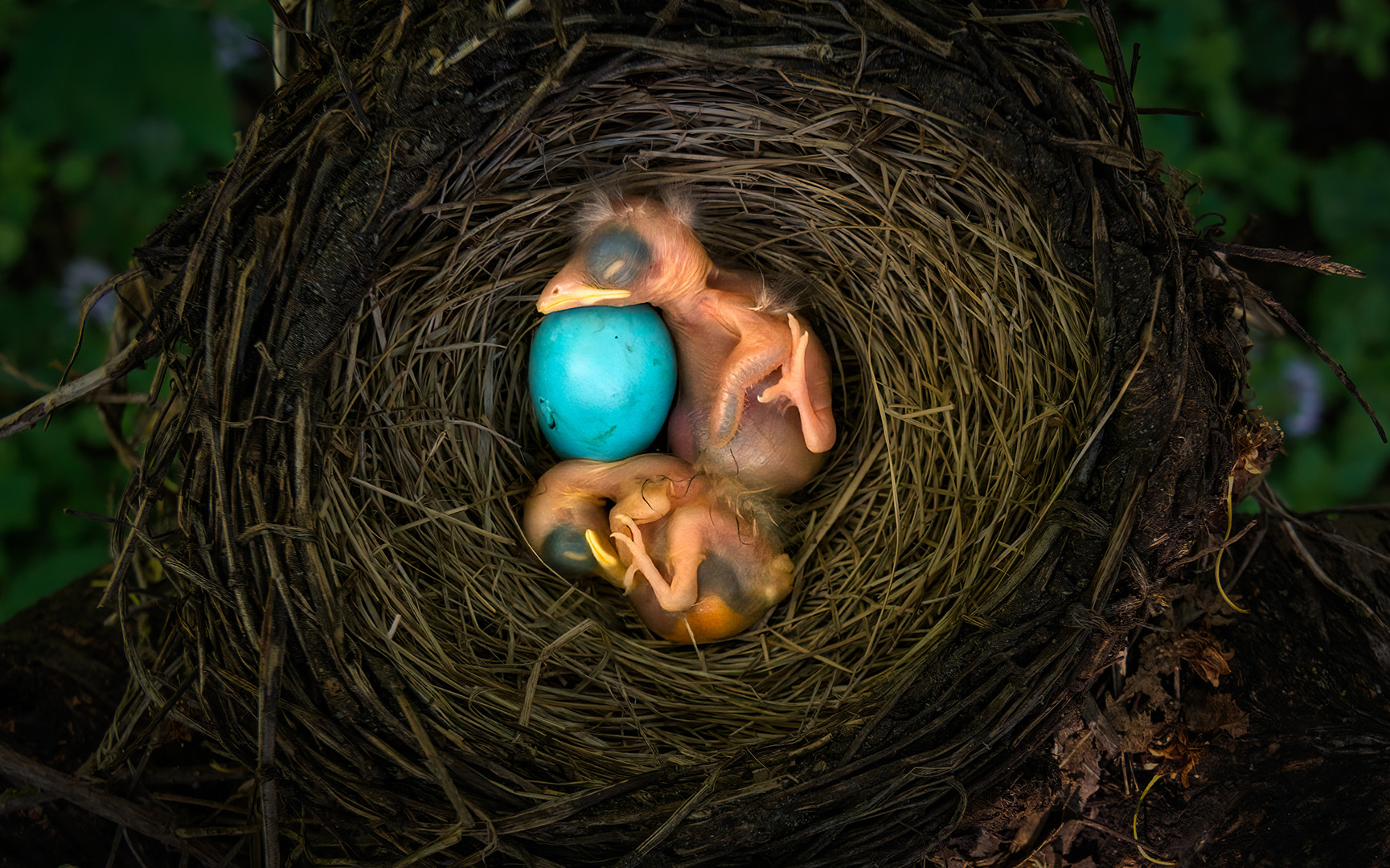 Vogelbabys mit Ei im Nest