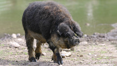 Mangalitza-Wollschwein 