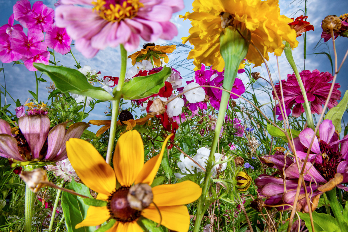 Bunte, wilde Blumenwiese