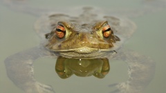 Eine Erdkröte in einem Teich