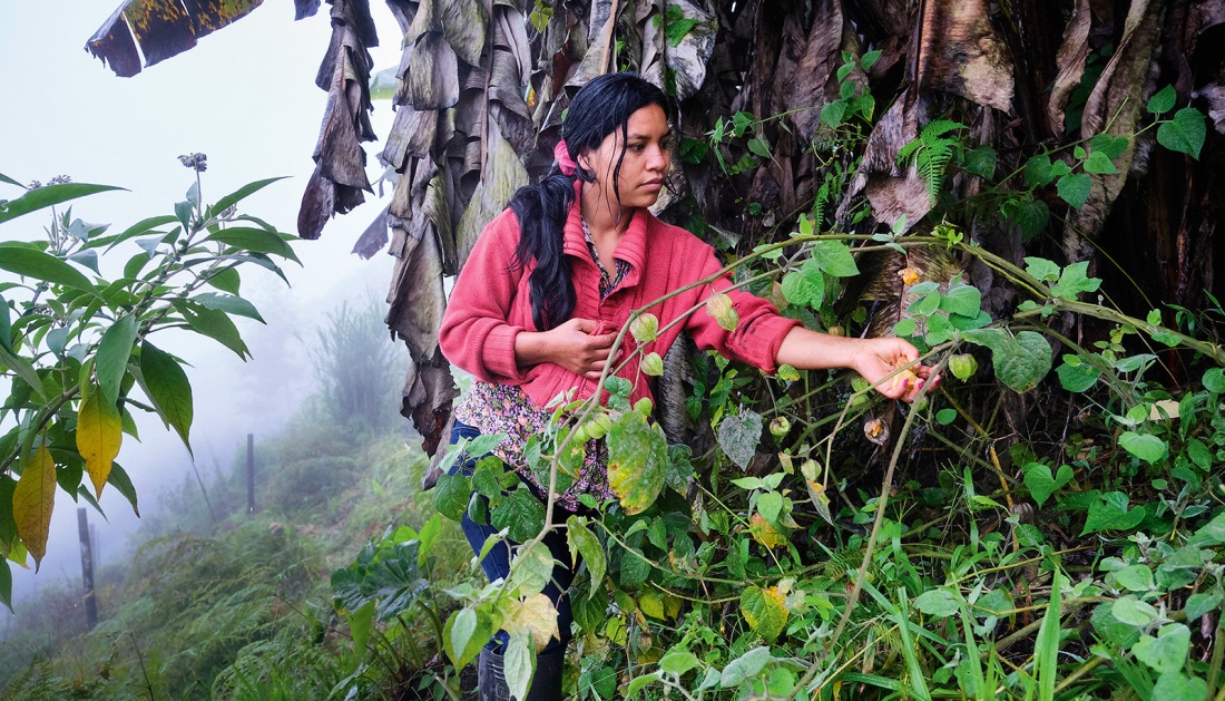 Eine Frau sucht Pflanzen im Gestrüpp an einem Hang, im Hintergrund Nebel