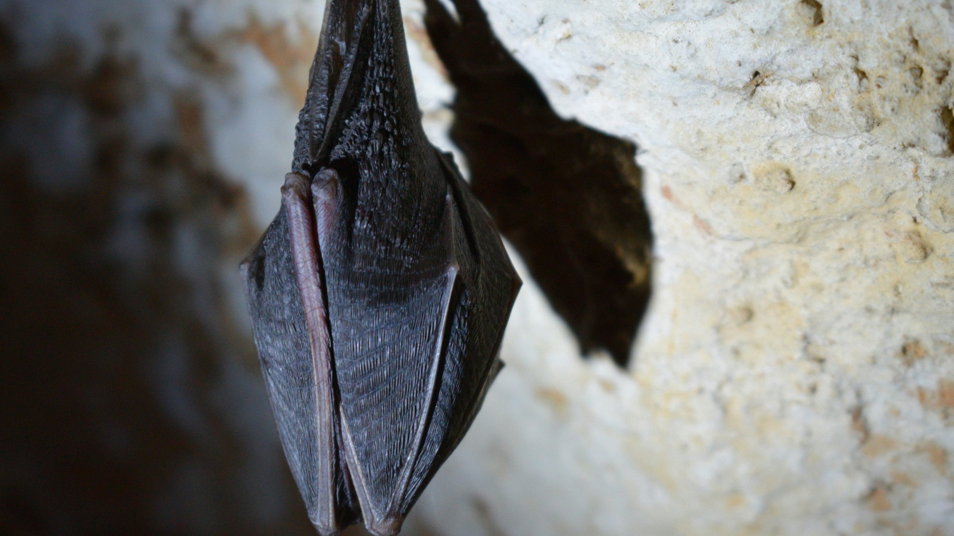 Fledermaus an einer Decke