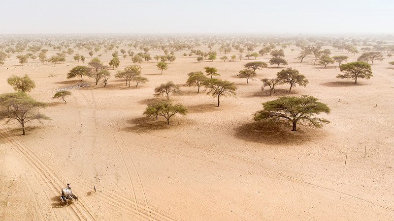 Der Sahel grünt 