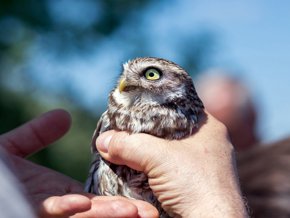 Frau Speckhardt kümmert sich, gemeinsam für die Nabu in der Region Darmstadt mit einer Gruppe von Menschen, die teilweise ehrenamtlich helfen sowie in Zusammenarbeit mit der Vogelschutzwarte Helgoland um den Lebensraum von Eulen