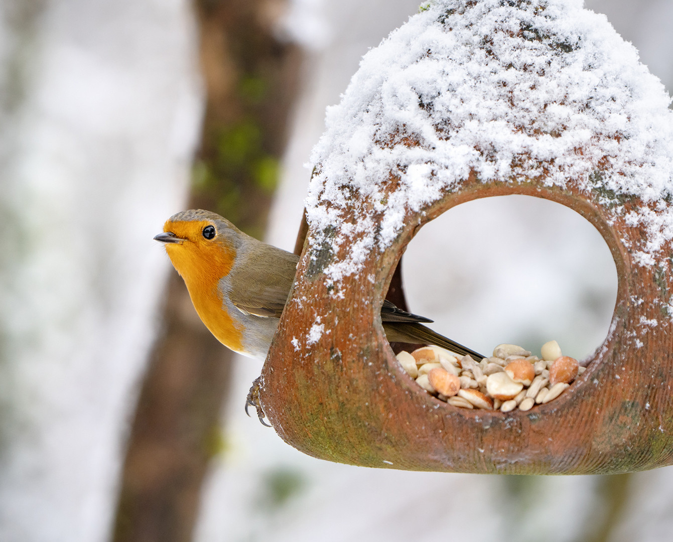 Wintergäste aus Skandinavien oder dem Baltikum