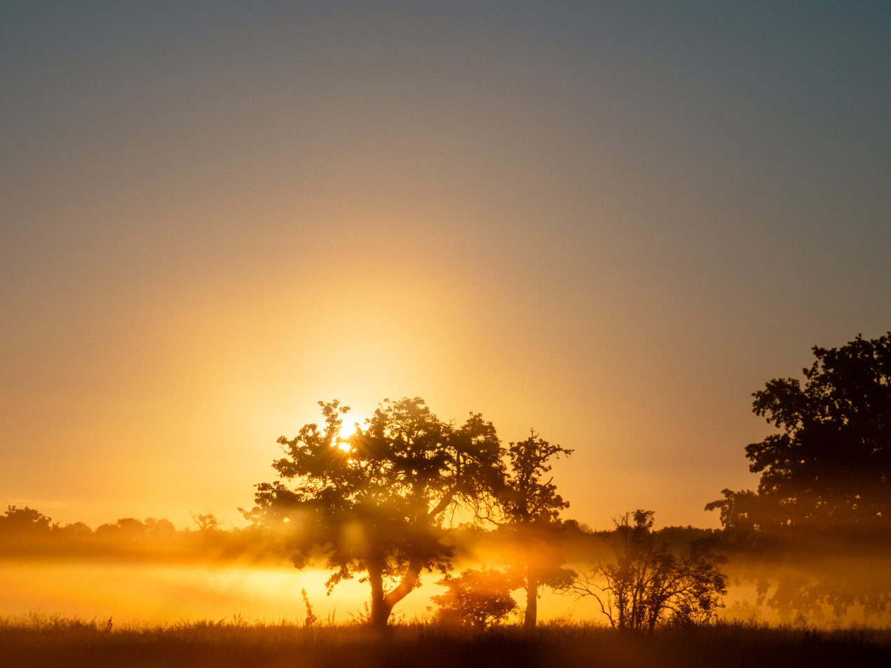 Sonnenaufgang - Frühnebel in den Spandauer Rieselfeldern