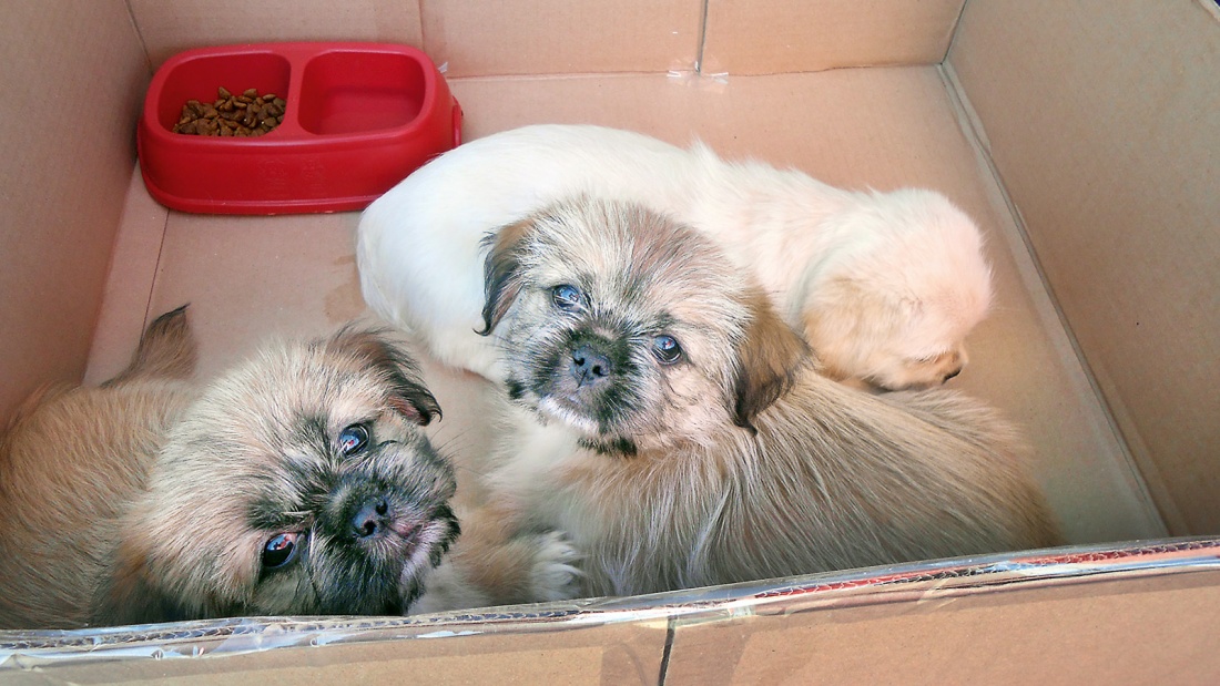 Hundewelpen in einem Pappkarton in Bukarest