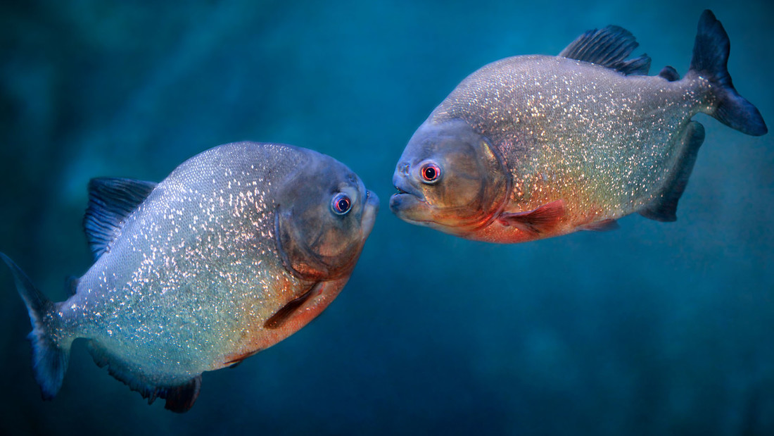 Zwei Piranhas schauen sich an