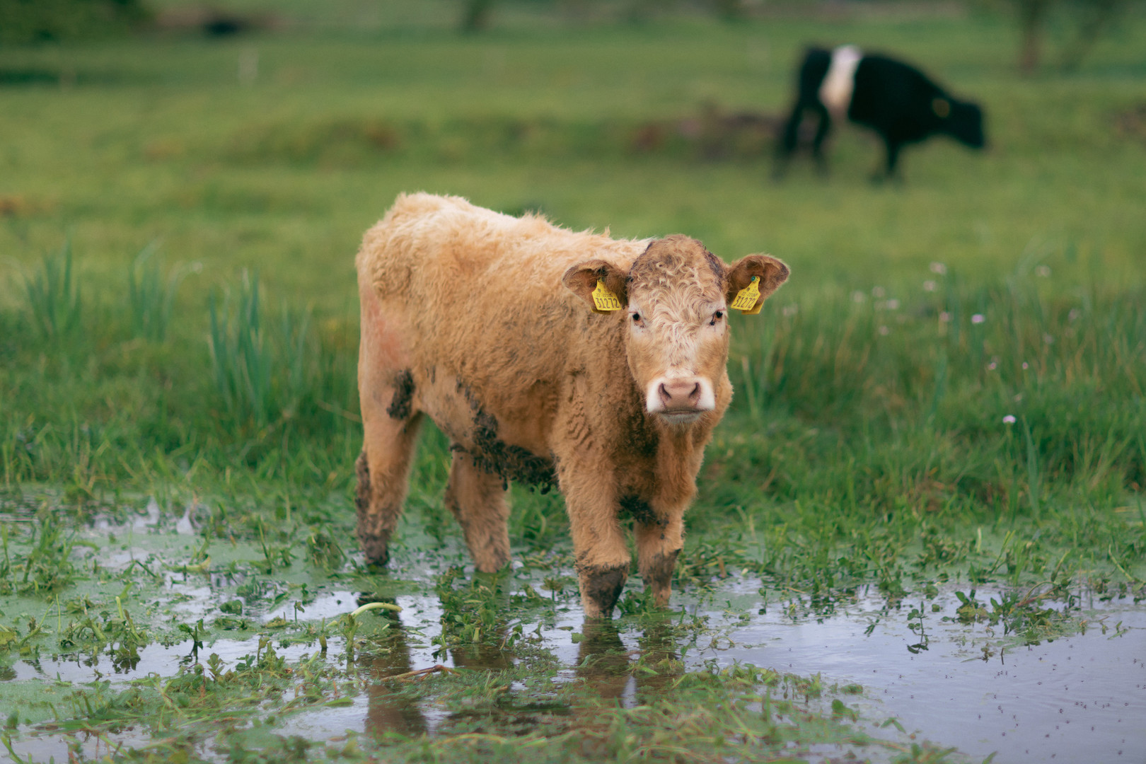 Kuh auf einem überfluteten Feld