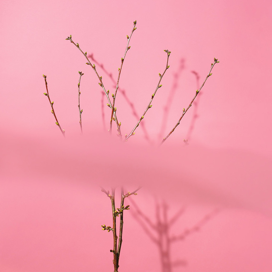 Junges Bäumchen mit Knospen vor rosafarbenem Hintergrund und leichter Unschärfe